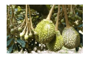 We achieved multi-season fruiting within a year in Durian Cultivation in 2012.