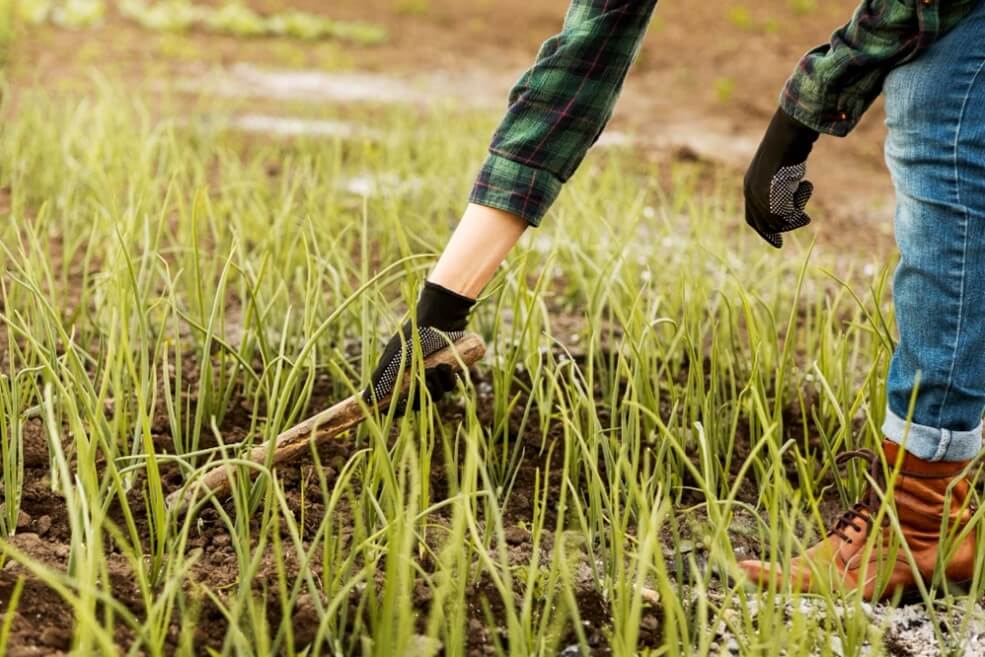 Ketidakseimbangan NPK boleh menyebabkan stagnasi tanah, kekurangan nutrien, baja kurang keberkesanan dan mempengaruhi pertumbuhan tanaman.
