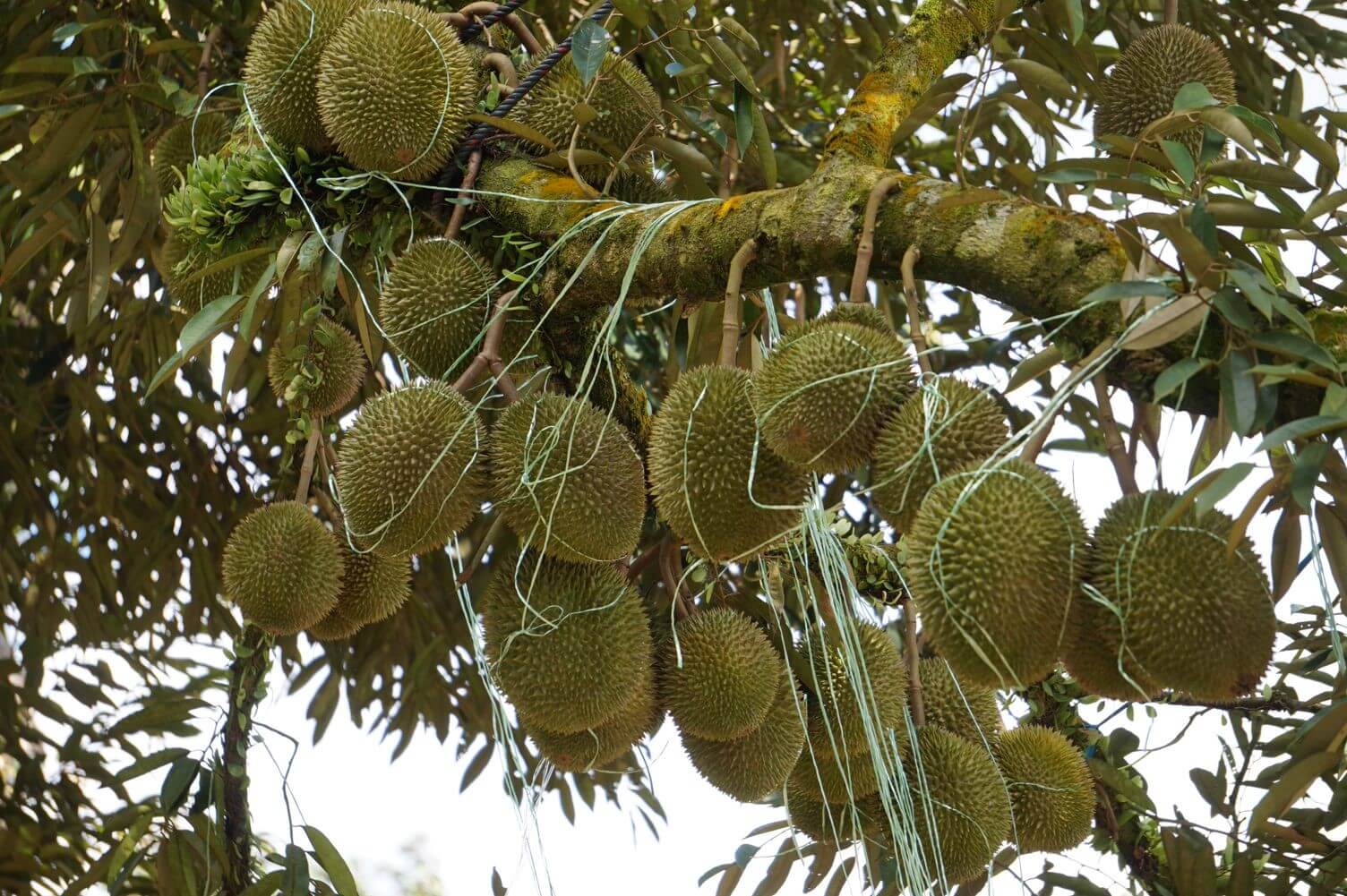 Achieve high durian yields with proper measures and INO Nature’s Fertilizer Program.