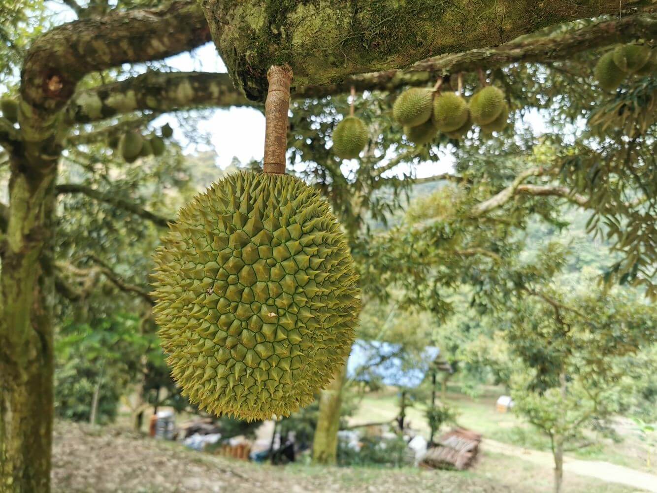 Grade A durian that followed INO Nature’s fertilizer program.