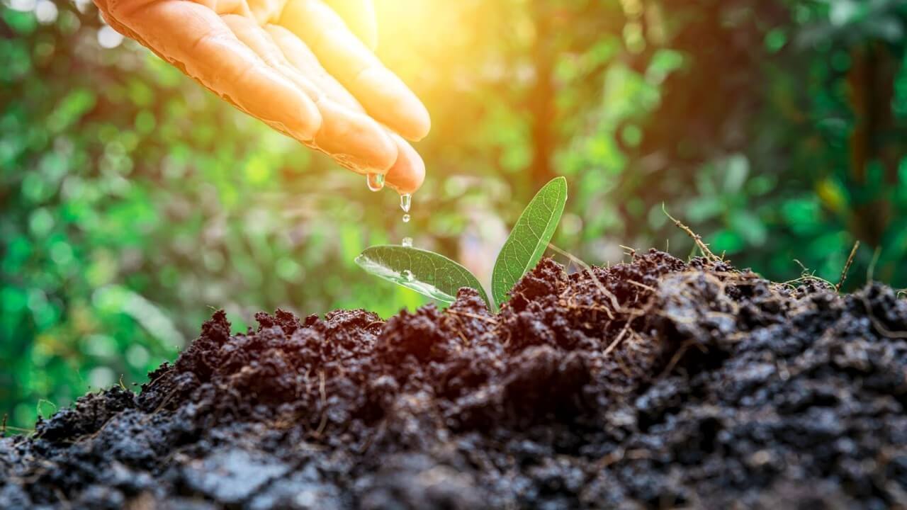 Tingkatkan kualiti tanah untuk hasil lebih tinggi.